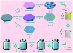 Graphical abstract: Facile fabrication of ultrafine CoNi alloy nanoparticles supported on hexagonal N-doped carbon/Al2O3 nanosheets for efficient protein adsorption and catalysis