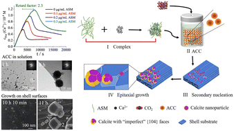 Graphical abstract: In vitro crystallization of calcium carbonate mediated by proteins extracted from P. placenta shells