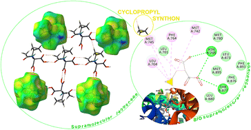 Graphical abstract: Supramolecular synthon hierarchy in cyclopropyl-containing peptide-derived compounds