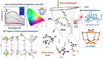 Graphical abstract: A de novo strategy for the development of a ZnII–organic framework based luminescent “switch-on” assay for size-exclusive sensitization of the oxidised form of glutathione (GSSG) over the reduced form (GSH): insights into the sensing mechanism through DFT