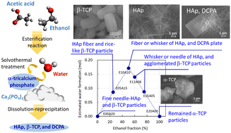 Graphical abstract: Simultaneous synthesis of hydroxyapatite fibres and β-tricalcium phosphate particles via a water controlled-release solvothermal process