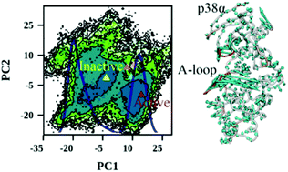Graphical abstract: TAB1 binding induced p38α conformation change: an accelerated molecular dynamics simulation study