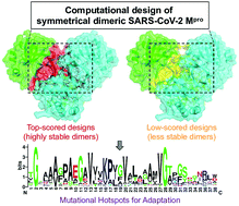 Graphical abstract: High-throughput design of symmetrical dimeric SARS-CoV-2 main protease: structural and physical insights into hotspots for adaptation and therapeutics