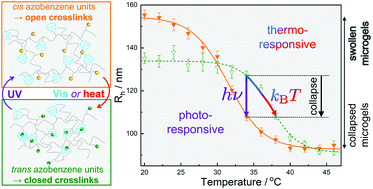 Graphical abstract: Photo- and thermo-responsive microgels with supramolecular crosslinks for wavelength tunability of the volume phase transition temperature