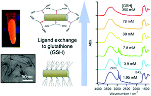 Graphical abstract: FTIR study of the surface-ligand exchange reaction with glutathione on biocompatible rod-shaped CdSe/CdS semiconductor nanocrystals