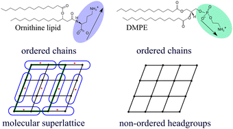 Graphical abstract: pH-Dependent physicochemical properties of ornithine lipid in mono- and bilayers