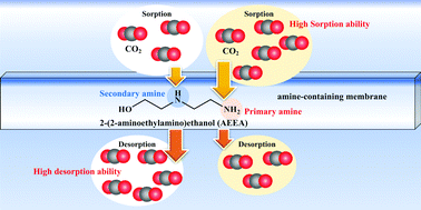 Graphical abstract: Why does 2-(2-aminoethylamino)ethanol have superior CO2 separation performance to monoethanolamine? A computational study