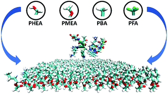 Graphical abstract: Adsorption characteristics of peptides on ω-functionalized self-assembled monolayers: a molecular dynamics study