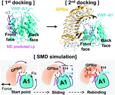 Graphical abstract: The soluble N-terminal autoinhibitory module of the A1 domain in von Willebrand factor partially suppresses its catch bond with glycoprotein Ibα in a sandwich complex