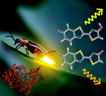 Graphical abstract: Intrinsic fluorescence from firefly oxyluciferin monoanions isolated in vacuo