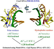 Graphical abstract: Structural and thermodynamic insights into the Cren7 mediated DNA organization in Crenarchaeota
