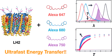 Graphical abstract: Energy transfer dynamics and the mechanism of biohybrid photosynthetic antenna complexes chemically linked with artificial chromophores