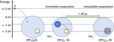 Graphical abstract: Stabilization of benzene radical anion in ammonia clusters