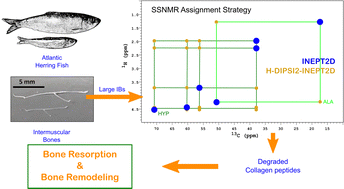 Graphical abstract: Investigating bone resorption in Atlantic herring fish intermuscular bones with solid-state NMR