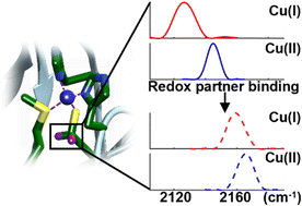 Graphical abstract: Altered coordination in a blue copper protein upon association with redox partner revealed by carbon–deuterium vibrational probes