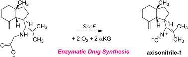 Graphical abstract: Can the isonitrile biosynthesis enzyme ScoE assist with the biosynthesis of isonitrile groups in drug molecules? A computational study
