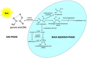 Graphical abstract: Role of hydrogen bonding in bulk aqueous phase decomposition, complexation, and covalent hydration of pyruvic acid