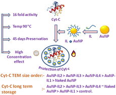 Graphical abstract: Unprecedented enhancement and preservation of the peroxidase activity of cytochrome-c packaged with ionic liquid-modified gold nanoparticles by offsetting temperature and time stresses