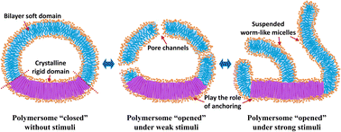 Graphical abstract: Designing polymersomes with inhomogeneous membranes by co-assembly of block copolymers for controlled morphological reversibility