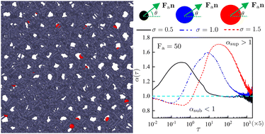 Graphical abstract: Dynamics of self-propelled tracer particles inside a polymer network