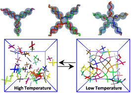 Graphical abstract: Mechanistic insight into the structure, thermodynamics and dynamics of equilibrium gels of multi-armed DNA nanostars