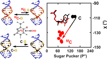 Graphical abstract: 5-Formylcytosine weakens the G–C pair and imparts local conformational fluctuations to DNA duplexes