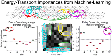Graphical abstract: Determining interchromophore effects for energy transport in molecular networks using machine-learning algorithms