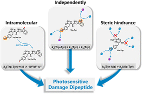 Graphical abstract: Photosensitive damage of dipeptides: mechanism and influence of structure