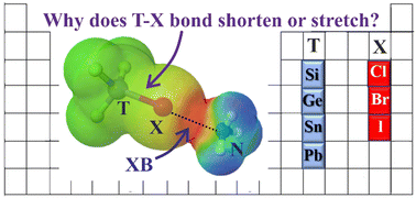 Graphical abstract: Factors contributing to halogen bond strength and stretch or contraction of internal covalent bond