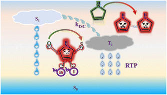 Graphical abstract: Role of halogen effects and cyclic imide groups in constructing red and near-infrared room temperature phosphorescence molecules: theoretical perspective and molecular design