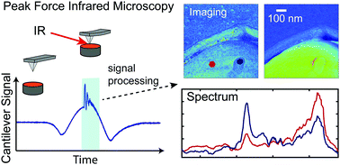 Graphical abstract: Principle and applications of peak force infrared microscopy