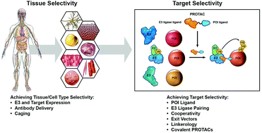 Graphical abstract: Target and tissue selectivity of PROTAC degraders