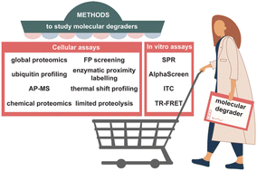 Graphical abstract: Methods to characterize and discover molecular degraders in cells