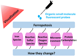 Graphical abstract: Fluorescent probes for ferroptosis bioimaging: advances, challenges, and prospects