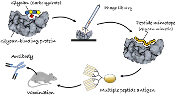 Graphical abstract: Peptide mimotopes to emulate carbohydrates