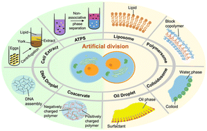 Graphical abstract: Division in synthetic cells
