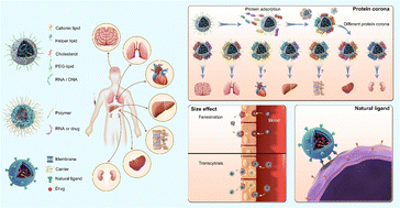 Graphical abstract: ‘Passive’ nanoparticles for organ-selective systemic delivery: design, mechanism and perspective