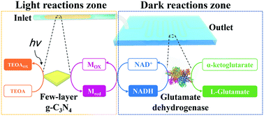Graphical abstract: Microfluidic artificial photosynthetic system for continuous NADH regeneration and l-glutamate synthesis
