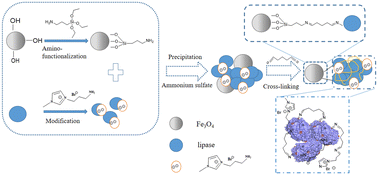 Graphical abstract: Magnetic cross-linked enzyme aggregate based on ionic liquid modification as a novel immobilized biocatalyst for phytosterol esterification