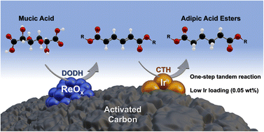 Graphical abstract: One-step production of renewable adipic acid esters from mucic acid over an Ir–ReOx/C catalyst with low Ir loading