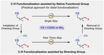 Graphical abstract: Native functional group directed distal C(sp3)–H activation of aliphatic systems