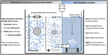 Graphical abstract: Enhanced enzyme stability and gas utilization by microbubble aeration applying microporous aerators