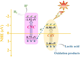 Graphical abstract: Chitosan-derived carbon supported CoO combined with CdS facilitates visible light catalytic hydrogen evolution