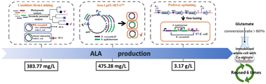 Graphical abstract: Efficient biosynthesis of 5-aminolevulinic acid from glutamate via whole-cell biocatalyst in immobilized engineered Escherichia coli