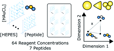 Graphical abstract: Multivariate analysis of peptide-driven nucleation and growth of Au nanoparticles