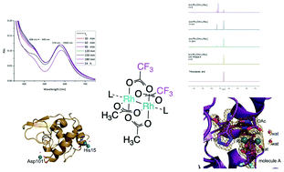 Graphical abstract: Reactivity of a fluorine-containing dirhodium tetracarboxylate compound with proteins