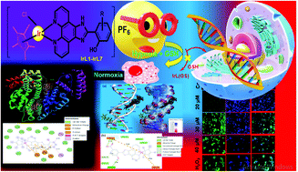 Graphical abstract: Iridium(iii)–Cp*-(imidazo[4,5-f][1,10]phenanthrolin-2-yl)phenol analogues as hypoxia active, GSH-resistant cancer cytoselective and mitochondria-targeting cancer stem cell therapeutic agents