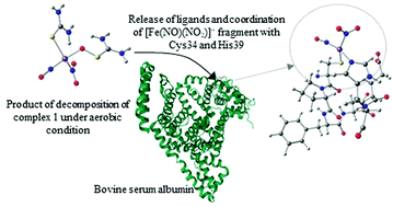 Graphical abstract: Albumin as a prospective carrier of the nitrosyl iron complex with thiourea and thiosulfate ligands under aerobic conditions