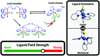 Graphical abstract: Probing the redox-conversion of Co(ii)-disulfide to Co(iii)-thiolate complexes: the effect of ligand-field strength