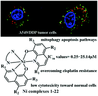 Graphical abstract: A new class of nickel(ii) oxyquinoline–bipyridine complexes as potent anticancer agents induces apoptosis and autophagy in A549/DDP tumor cells through mitophagy pathways